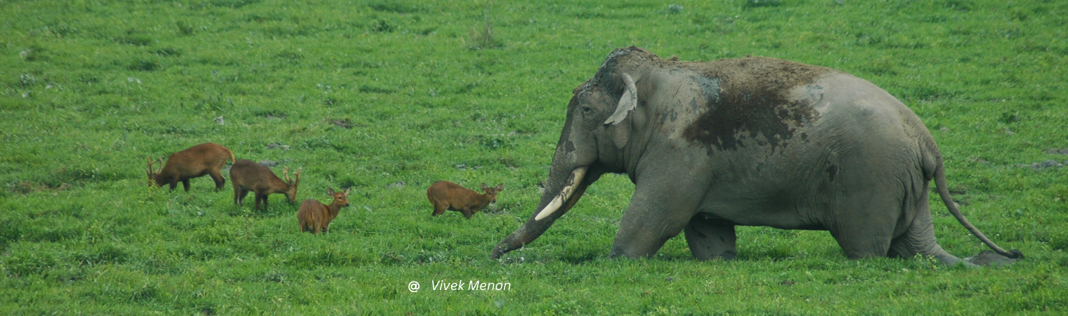 Wildlife Conservation