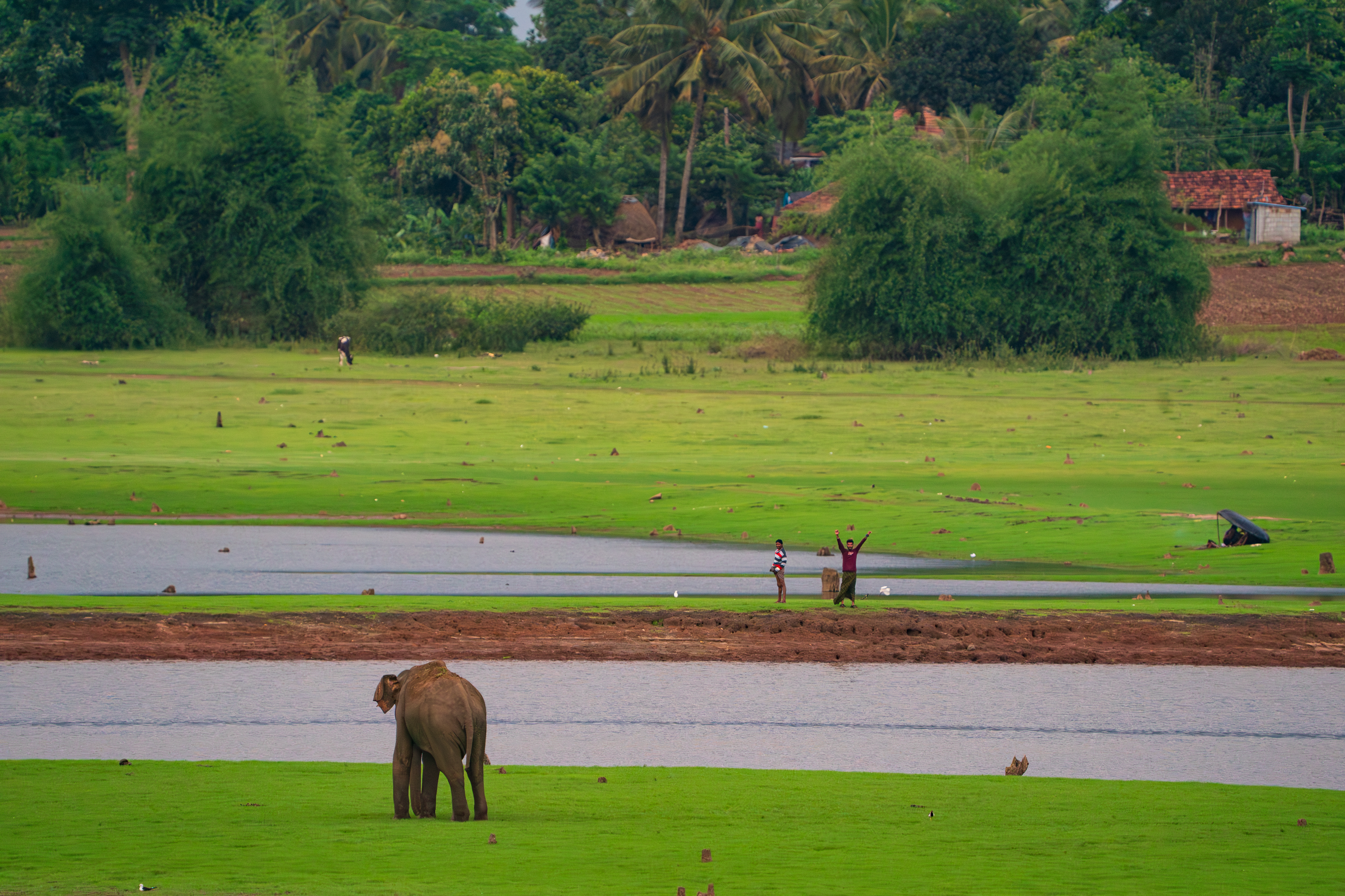 Elephant Tease by Mohammed Salman