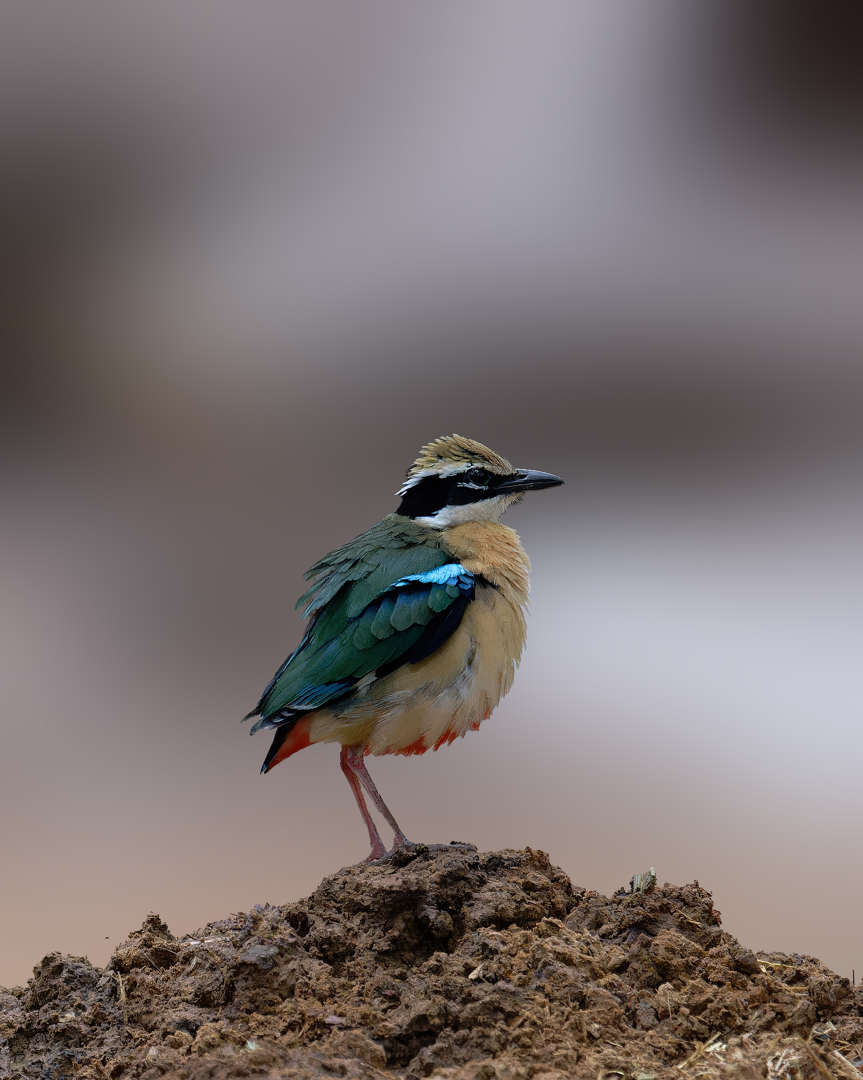 Photography by Sayansh Jindal