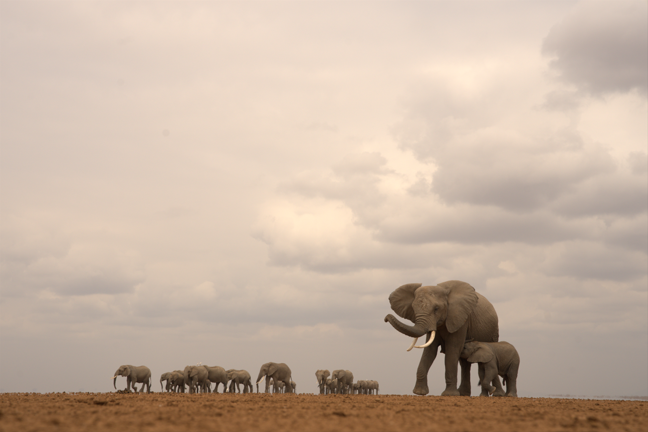 A Tender Pause! by Shailza Singhal