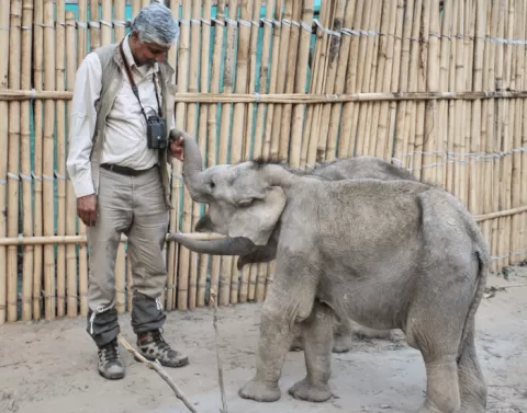 Elephants in the wild