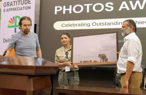 Elephants in the wild